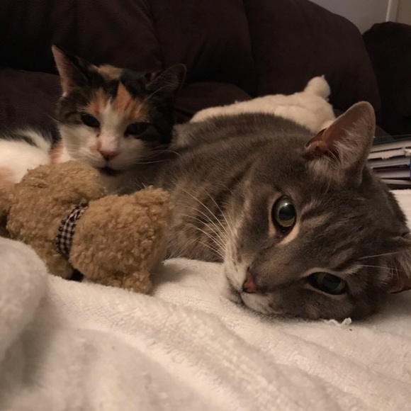 Meet your Posher, Cat - Picture 4 of 6